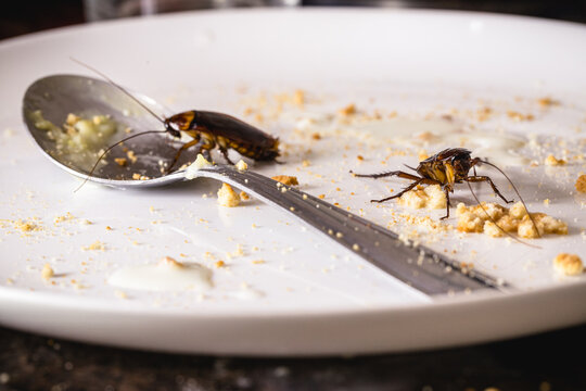 close-up of a cockroach eating leftover food on a dirty plate, risk of infection and contagion by harmful insects, need for detection due to health risk