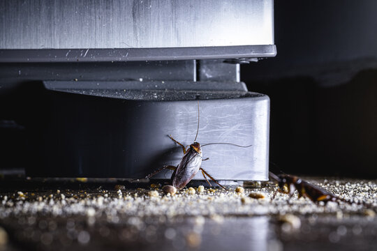 cockroach walking on a metal rain gutter, insect invading a house, need for pest control and pest control