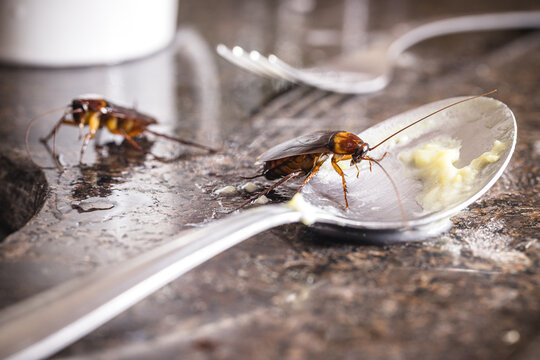 close-up of a cockroach eating from a dirty spoon on the kitchen sink, risk of infection and contagion by harmful insects, need for detection for health reasons