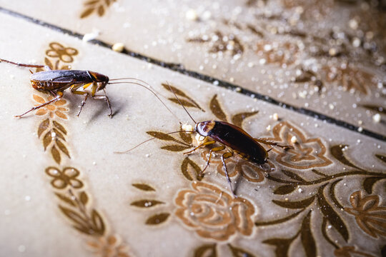 Group of Cockroaches Feeding on Kitchen Floor in Dark Interior
