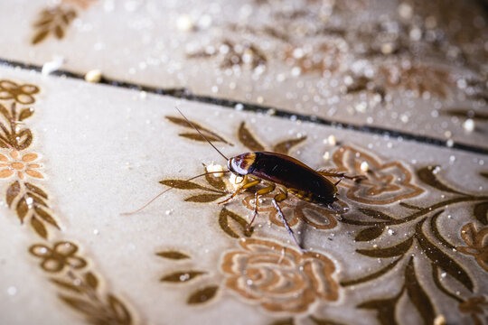 Group of Cockroaches Feeding on Kitchen Floor in Dark Interior