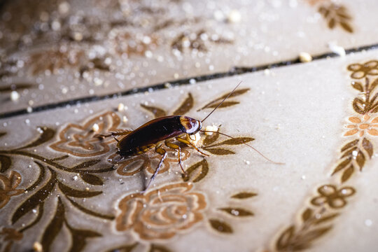 Group of Cockroaches Feeding on Kitchen Floor in Dark Interior