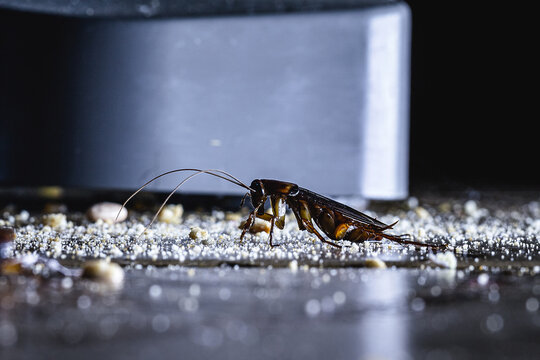 cockroach eating leftover dirt on a kitchen floor, night photography, cockroach at night in the kitchen, Cockroaches Infestation on Kitchen Floor at Night