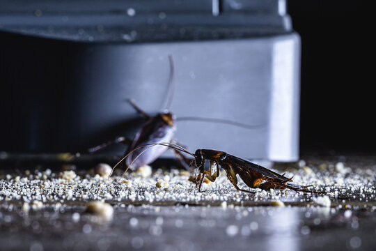 Household Pest Infestation with Cockroaches on Dirty Floor, Cockroaches Infestation on Kitchen Floor at Night
