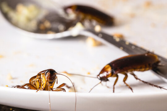close-up of a cockroach eating leftover food on a dirty plate, risk of infection and contagion by harmful insects, need for detection due to health risk