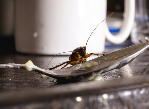 cockroach walking on dirty plate in a kitchen, close up, macro photography. need for pest control, pest control