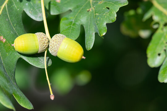 Close up of acorns on an English oak (quercus robur) tree