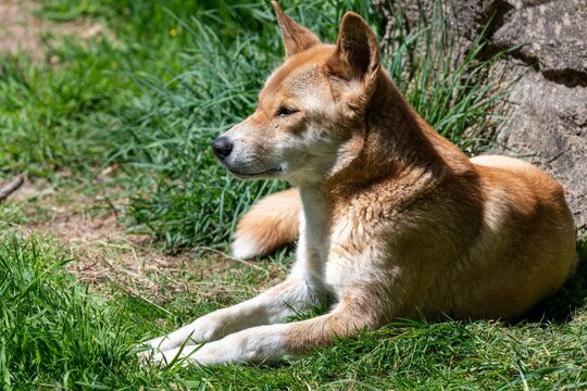 Portrait of a dingo (canis lupus dingo) relaxing on the grass