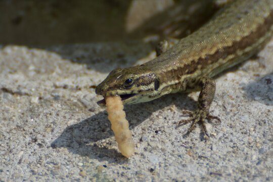 Common Wall Lizard (Podarcis murals) captured while eating a large larva on a rocky surface. 