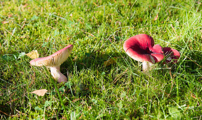 kirschroter spei-täubling, russula emetica, im grünen gras. © SusaZoom