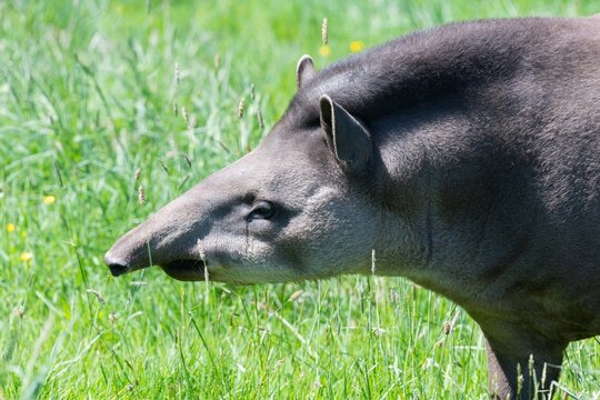 Close up of a tapir in a grassy meadow