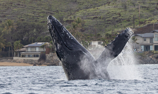 Humpback whales playing above surface of the ocean