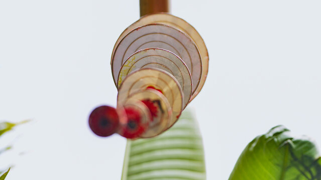 Low angle view of a spiral wind chime with translucent discs against a bright sky and green leaves.