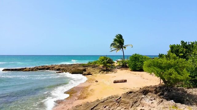 Drone video of a beautiful beach with a large palm tree during a bright sunny day with blue sky and large palm tree on the corner of the beach. 