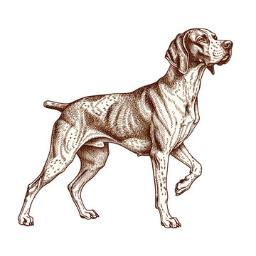 Elegant Hound Point Stand Art Illustration - Detailed Canine Etching Style Drawing