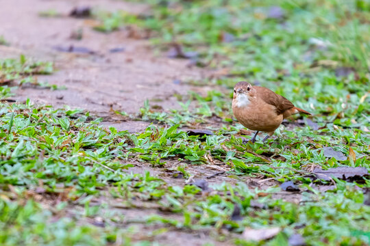 Rufous hornero (Furnarius rufus) on the ground amidst green grass. Ideal image for Brazilian fauna, animal behavior, ornithology and urban nature themes.