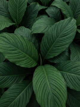 close up of lush dark green peace lily spathiphyllum leaves in dense cluster, natural pattern with clear veins, tropical foliage growth, florist interior design eco brand