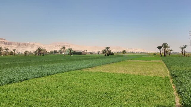 Vivid green fields of luxor thriving along the nile river, contrasting with ancient kings valley tombs in arid desert mountains