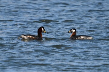 Fototapeta premium Red-necked Grebe (Podiceps grisegena) in natural habitat, wildlife bird photograph