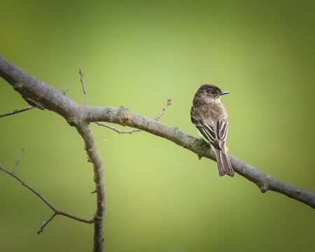 Eastern Phoebe Perched on a Branch. A small bird rests on a bare branch, set against a soft green background. The bird's detailed feathers contrast with the smooth, blurred environment.