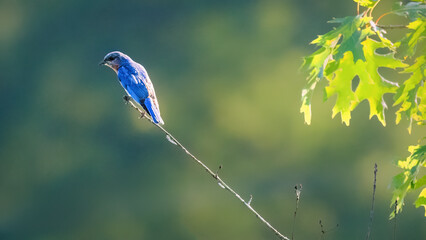 Fototapeta premium Eastern Bluebird perched on a slender twig with soft green background and sunlit leaves, capturing a peaceful woodland wildlife moment with natural light and shallow depth of field.