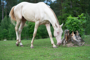 Obraz premium walking young creamello purebred akhalteke stallion in paddock at cloudy spring day