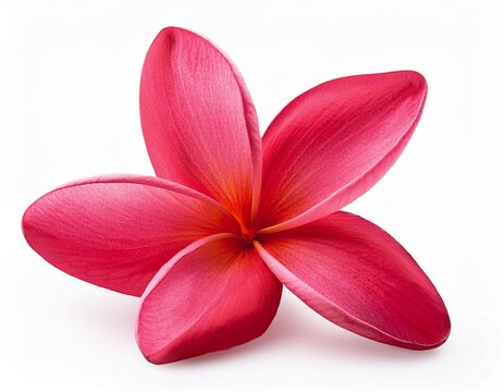 plumeria rubra flower isolated on white background