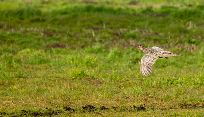 Fototapeta premium Pheasant flying across a green field in the countryside