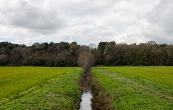 Irrigation channel separates two agricultural fields growing grass. 