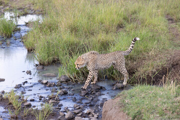 Cheetah and Water © George Erwin Turner
