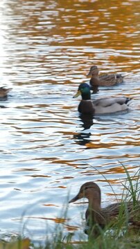 Wild ducks swimming in lake. Fall nature. Vertical footage
