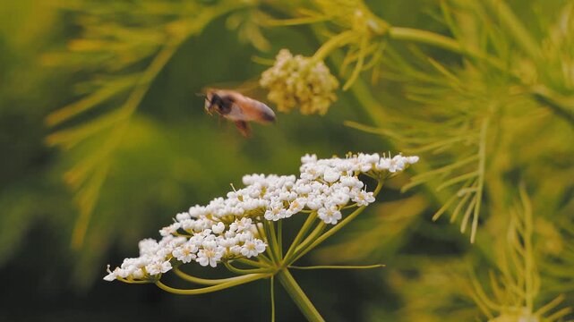 slow motion 4k footage of honey Bee picking up pollen caraway flower in the garden. Bee on cumin flowers