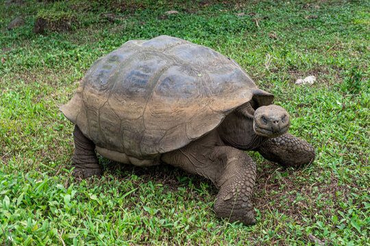 Gal&aacute;pagos Tortoise (Chelonoidis niger)