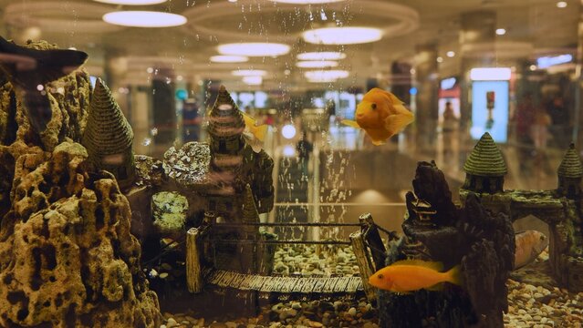 Aquarium with colorful cichlid fish swimming in a decorative medieval underwater scene