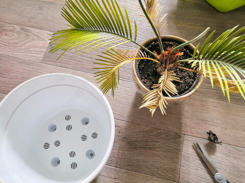 Repotting a Sago Palm Cycas revoluta with tools and a new drainage pot on a wooden floor at home