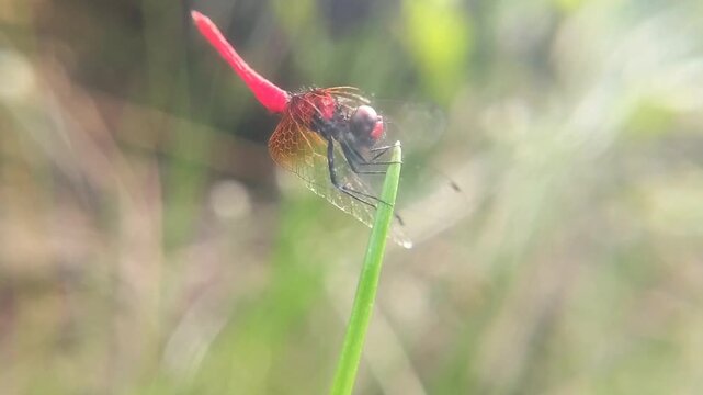 Macro Shot of Scarlet Skimmer Dragonfly Perched on Grass Stem