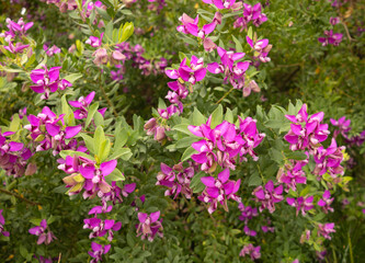 Fototapeta premium Fondo con flores de Polygala myrtifolia 