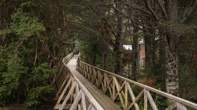 Wooden boardwalk through a lush forest in Caleta Tortel