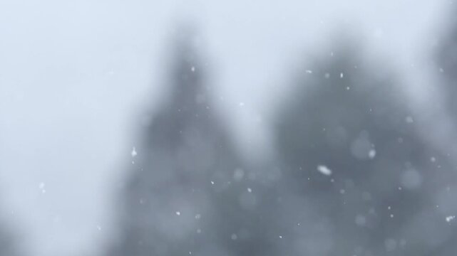 雪と木々