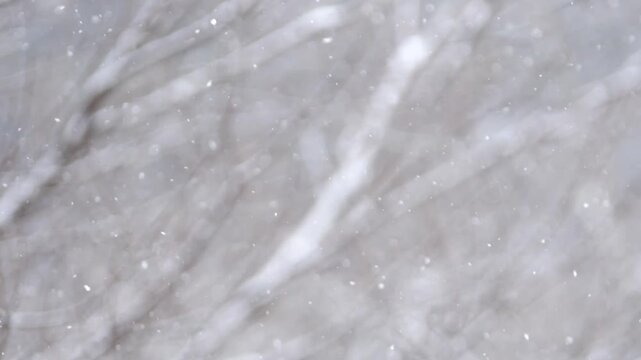 雪と木々