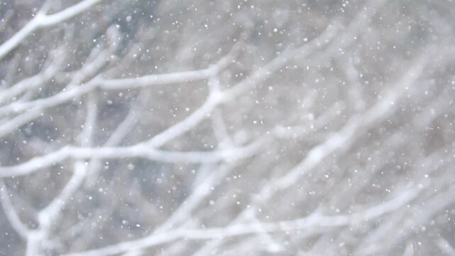 雪と木々