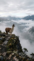 Naklejka premium Llama Mountain Landscape Wildlife Scenic View