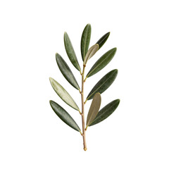 Obraz premium Single olive branch with vibrant green leaves on stark white background creates a peaceful feeling
