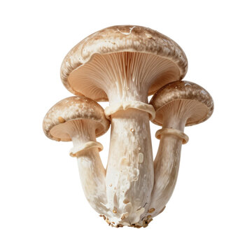 Pleurotus ostreatus, oyster mushroom, with a broad, fan or oyster-shaped cap and short or absent stem