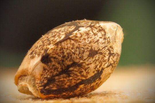 Macro shot of high quality Northern Light cannabis seeds, detailed texture of marijuana seeds for cultivation