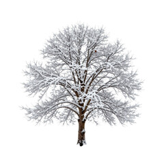 Obraz premium Solitary tree stands covered in snow on a cold winter day