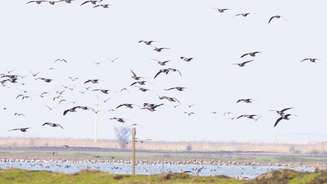 Large flock of greater white-fronted geese (Anser albifrons) landing on flooded meadow to feed