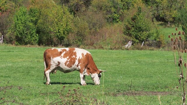 Cows grazing on a green grass meadow in summer with bell sound