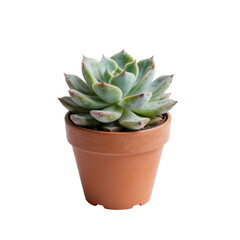 Fototapeta premium Single echeveria succulent in terracotta pot on a white background is displayed