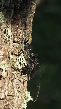 Pair of the great capricorn beetle or cerambyx longicorn mating, Cerambyx cerdo